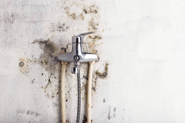 Best Certified Mold Removal  in Lipscom, AL