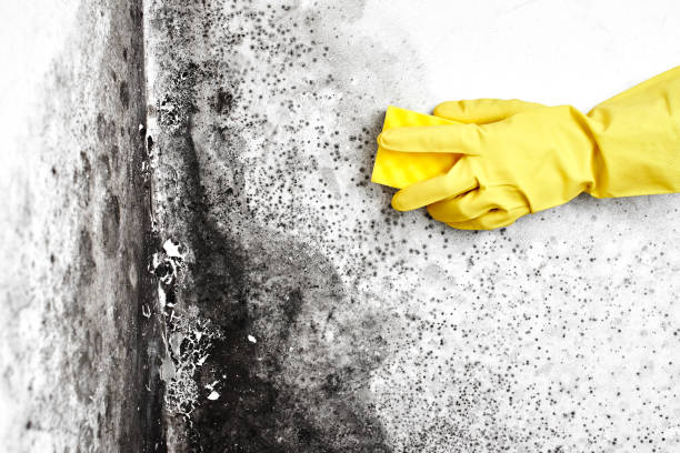Best Office Mold Removal Services  in Lipscom, AL