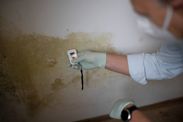 Attic Mold Removal in Lipscom, AL