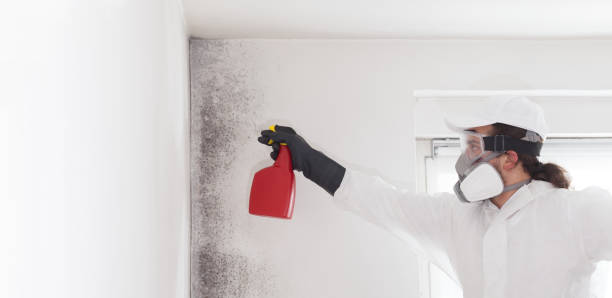 Office Mold Removal Services in Lipscom, AL