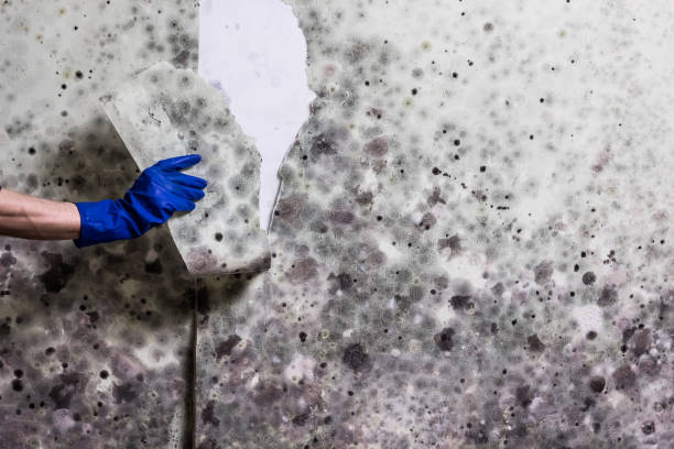 Best Professional Mold Removal  in Lipscom, AL
